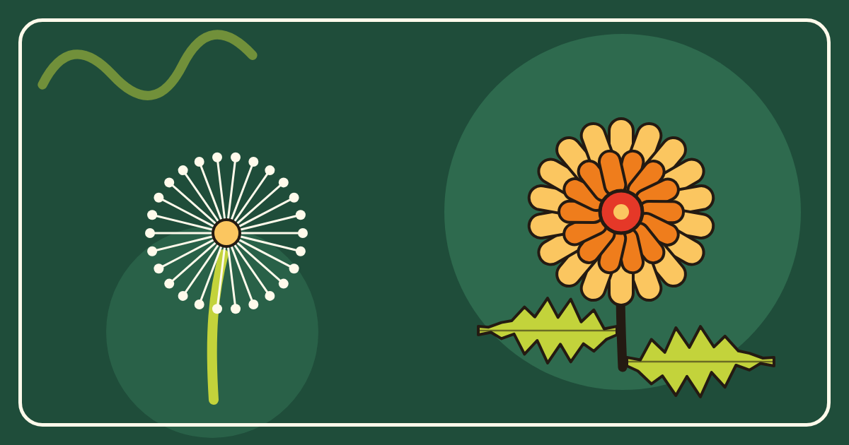 Illustration of a dandelion seed head beside a yellow dandelion flower with toothed leaves